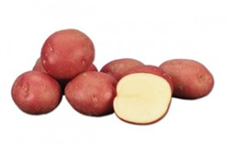 Kartoffel Bildstar 5 Kilo